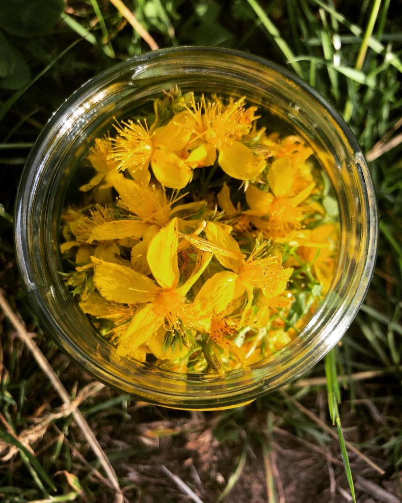 Looking down on St John's Wort flowers in a glass jar